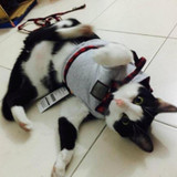Cotton Cat Harness Vest & Leash