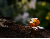 Sterling Silver and Natural Amber Butterfly Ring