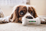 SAINT N MIKE Interactive Toy Bone