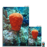 Coral Hat Fine Art Print