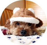Autumn And Winter Dog Hats For Winter