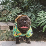 New Dog Hawaii Style Clothes Flower Shirt