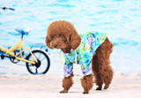 Dog Clothes Hawaiian Style Flower Shirt