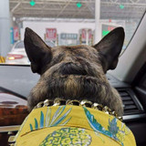 Hawaiian Flower Shirt For Dogs