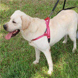 Big Dog Collars Harnesses Summer Comfortable