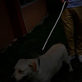 Shock Absorbing Bungee Dog Leash