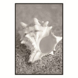 Conch Beach Nordic Abstract Natural Wall Pictures Living Room Art Decoration Pictures Scandinavian Canvas Painting No Frame Conch Beach Nordic Abstract Natural Wall Pictures Living Room Art Decoration Pictures Scandinavian Canvas Painting No Frame