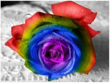 Ultra-Rare Rainbow Rose Seeds - 100 Seed Pack Ultra-Rare Rainbow Rose Seeds - 100 Seed Pack