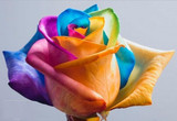 Ultra-Rare Rainbow Rose Seeds - 100 Seed Pack Ultra-Rare Rainbow Rose Seeds - 100 Seed Pack