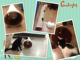 Pet Tunnel Long 120cm 2 Holes Cat Teaser Hide Tunnel Toys With Ball Collapsible Cat Tunnel