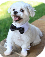 Holiday Formal Black Satin Bow Tie and Dress-up Collar