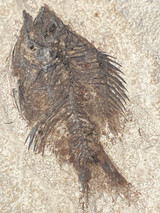 Fossil Fish for sale (Cockerellites) - Wyoming