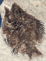 Fossil Fish for sale (Cockerellites) - Wyoming