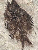 Fossil Fish for sale (Cockerellites) - Wyoming