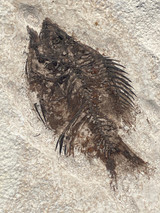 Fossil Fish for sale (Cockerellites) - Wyoming