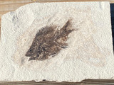 Fossil Fish for sale (Cockerellites) - Wyoming