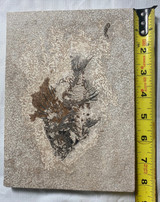 Fossil Fish (Cockerellites) & Coprolite for Sale- Wyoming