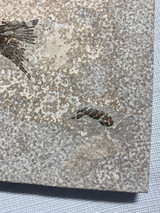 Fossil Fish (Cockerellites) & Coprolite for Sale- Wyoming