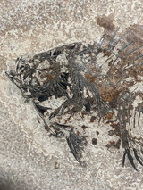 Fossil Fish (Cockerellites) & Coprolite for Sale- Wyoming