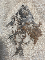 Fossil Fish (Cockerellites) & Coprolite for Sale- Wyoming