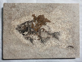 Fossil Fish (Cockerellites) & Coprolite for Sale- Wyoming
