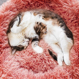 Cat Bed - Kitty Nap Nest