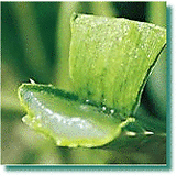 PURE Aloe Vera Oil 1 oz Goodness of Aloe in Oil Soluble