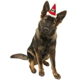 Dog Santa Hat Headband for Large Dogs