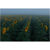 Hazy Field Fine Art Print