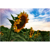 Kansas Sunflowers Fine Art Print