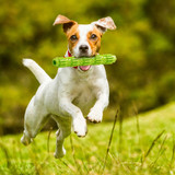 Interactive Rubber Dog Toys Pet Puppy Playing Feeding Food Toys Chew Biting Toy For Small Dogs Pets Teeth Cleaning BiteResistant