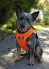 Sleepypod Clickit Sport Harness