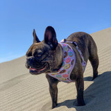 Frenchie Supply Harness - Delicious Donuts Frenchie Supply Harness - Delicious Donuts