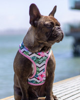 Frenchie Supply Harness - Floral