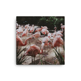 Flamingos Canvas