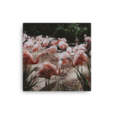 Flamingos Canvas