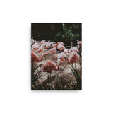 Flamingos Canvas