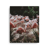 Flamingos Canvas