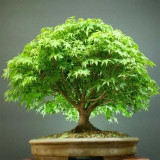 Japanese Maple Tree Premium Bonsai Seeds Japanese Maple Tree Premium Bonsai Seeds