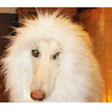Pet Lion Mane  for Large Dog costume Pet Lion Mane  for Large Dog costume