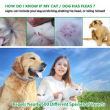Dewel Collar Anti Flea Cat Collar 8 Months Protection Pet Collar Anti Ticks, Insect, Mosquitoes