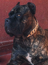 "Cobra" Cuban Link Dog Collar (32mm)