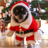 Pet Christmas Clothes