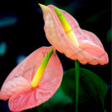 Anthurium plant,Bonsai balcony flower flores, anthurium potted flower plantas for DIY home and garden 100pcs/bag