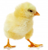 Sponsor A Protective Automatic Chicken Door Hatch