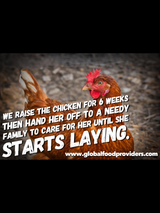 Sponsor A Baby Egg Laying Chicken Sponsor A Baby Egg Laying Chicken