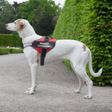 Harness No Pull Reflective Dog Vest With ID Custom Patch