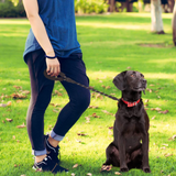2 Feet Nylon Dog Leash