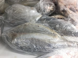 JUMBO CAVALLA FISH ( FROZEN)