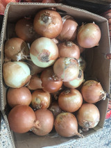 Onion